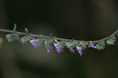 Pogostemon paniculatus